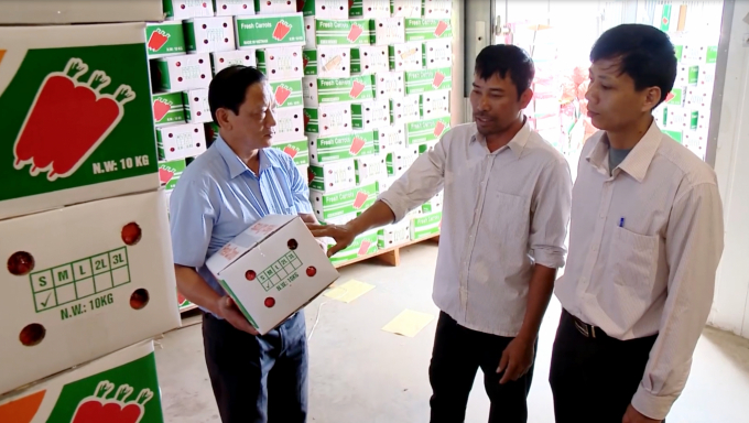 Hợp tác xã Nông nghiệp Đức Chính (huyện Cẩm Giàng, tỉnh Hải Dương) mỗi ngày xuất bán số ượng cà rốt khá lớn cho đối tác. Ảnh: Minh Phúc.