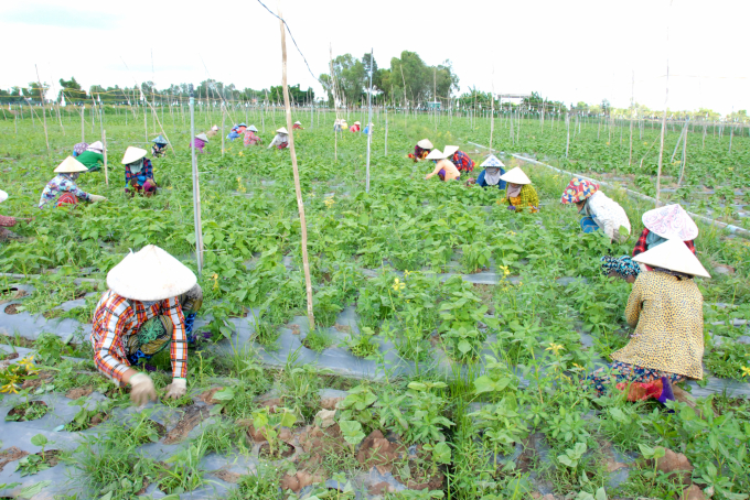 Giai đoạn 2017-2020, An Giang đã chuyển đổi được hơn 31.130ha đất lúa kém hiệu quả sang rau màu, cây ăn trái. Ảnh: Lê Hoàng Vũ.