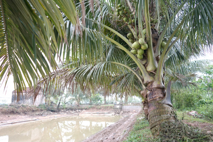 Với 300 gốc dừa xiêm đang cho trái, bình quân mỗi năm ông Ngô Văn Chiến có thêm nguồn thu hơn 300 triệu đồng ngoài nguồn thu từ nuôi trồng thủy sản. Ảnh: HD.