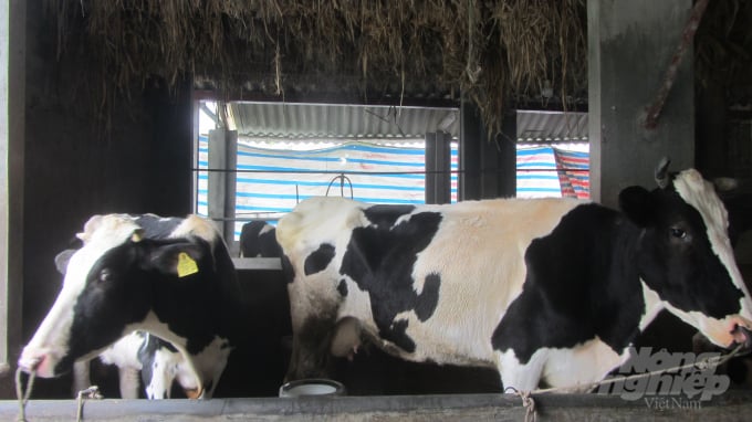 Anh Nguyễn Văn Tám hiện đang nuôi 15 con bò để khai thác sữa. Ảnh: Hải Tiến.