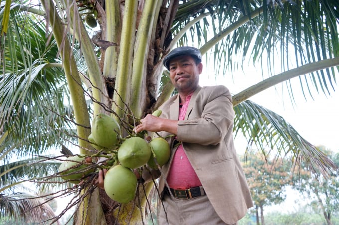 Một trái dừa xiêm có trọng lượng từ 0,8kg - 1kg, giá bán từ 10.000 - 12.000 đồng/quả. Ảnh: HD.