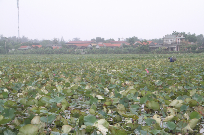 Nhiều năm qua mô hình trồng sen lấy hạt ở Thừa Thiên- Huế đã mang lại hiệu quả kinh tế cao cho người dân. Ảnh: Tiến Thành.