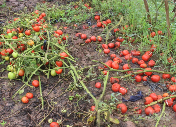 'Trên địa bàn toàn huyện ước khoảng còn trên 40% diện tích cây cà chua đang trong thời kỳ thu hoạch rộ. Chúng tôi cũng đã kêu gọi thương lái miền Trung ra thu mua cho bà con nông dân nhưng không ai nhận lời…', ông Tuyến bộc bạch.