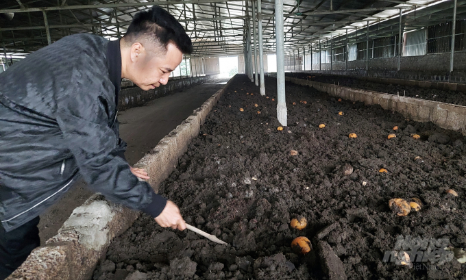 Ông Nguyễn Văn Chung, chủ Nôngtrại cam bưởi Chung Thủy tại huyện Thạch Thành hiện có 73 ha cây trồng được trồng theo hướng hữu cơ. Nông trại nuôi 6 nghìn m2 giun quế làm phân bón cho cây trồng. Ảnh: Võ Dũng.