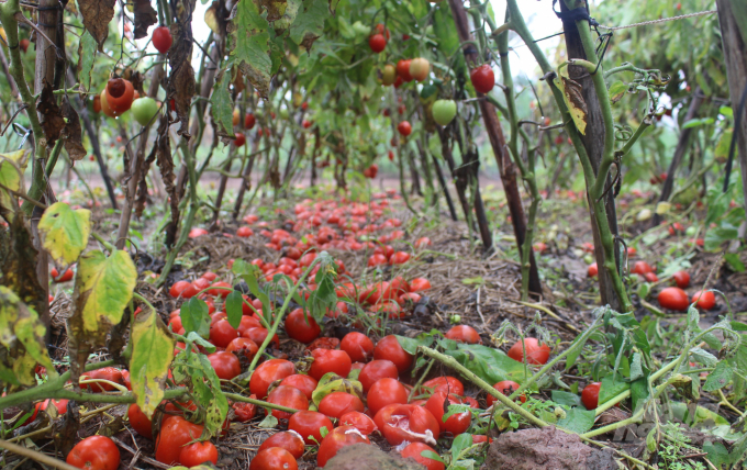 Cà chua chín đỏ, rụng đầy vườn. Ảnh: Mai Chiến.