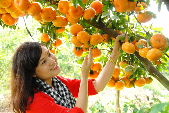 ĐBSCL được xem là vựa trái cây đặc sản có giá trị xuất khẩu cao. Ảnh: Lê Hoàng Vũ.