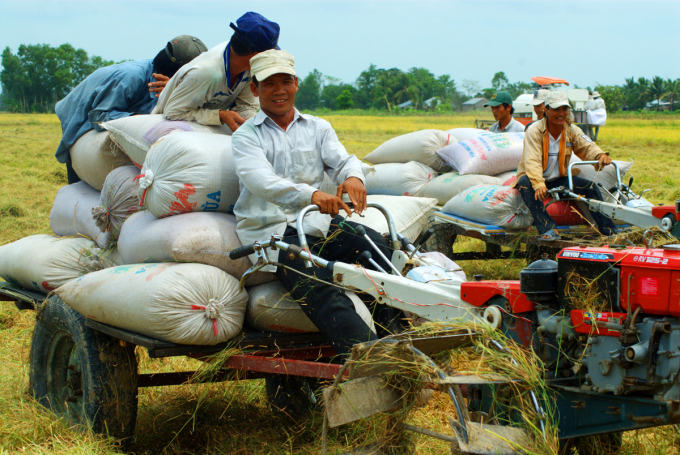 ĐBSCL hiện đóng góp hơn 50% diện tích lúa của cả nước, 54% sản lượng gạo ở Việt Nam, 90% sản lượng gạo xuất khẩu từ những tỉnh có sản lượng lớn trên dưới 2 triệu tấn/năm. Ảnh: Lê Hoàng Vũ.