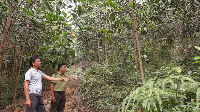 Cán bộ Kiểm lâm huyện Pác Nặm thăm rừng trồng và hướng dẫn kỹ thuật chăm sóc cho bà con nông dân. Ảnh: Toán Nguyễn.