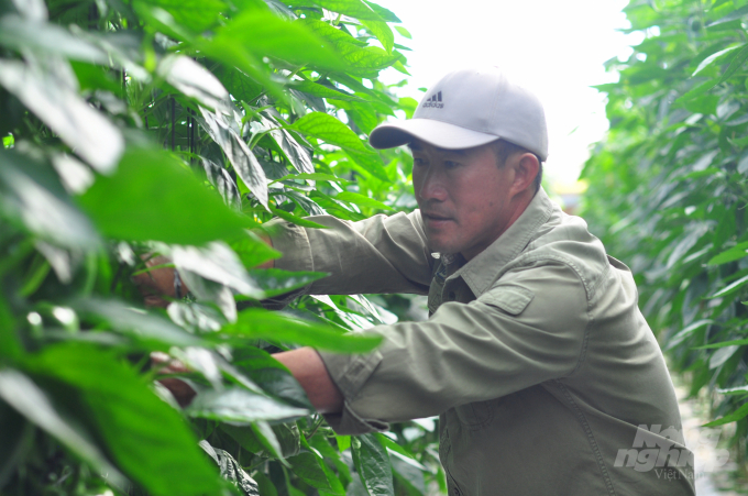Sử dụng nhện thiên địch nên vườn ớt chuông của gia đình ông Nguyễn Phong Phú tránh được các loại côn trùng gây hại. Ảnh: Minh Hậu.
