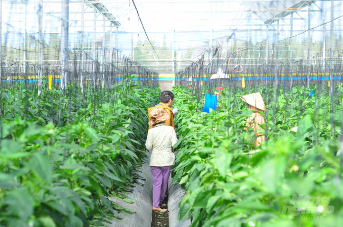 Mô hình nuôi thiên địch bảo vệ cây trồng mở ra cơ hội phát triển nông nghiệp sạch. Ảnh: Minh Hậu.
