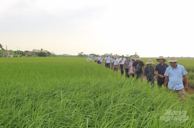 Mô hình tích tụ ruộng đất, trồng lúa có giá trị kinh tế cao của Công ty TNHH Cường Tân. Ảnh: Mai Chiến.