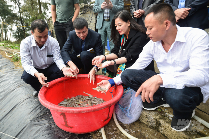 Từ trái sang: Cán bộ Trung tâm Khuyến nông Thanh Hóa, cùng đại diện Tập đoàn Bồ Đề và anh Lê Văn Hùng kiểm tra tôm gần 4 tháng tuổi. Ảnh: Tùng Đinh.