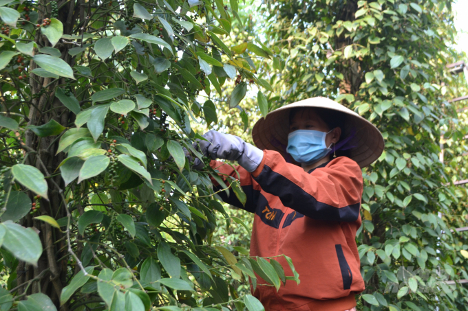 Giá tiêu đã lên trên 60.000 đồng/kg tại các vùng trồng trọng điểm. Ảnh: Trần Trung.