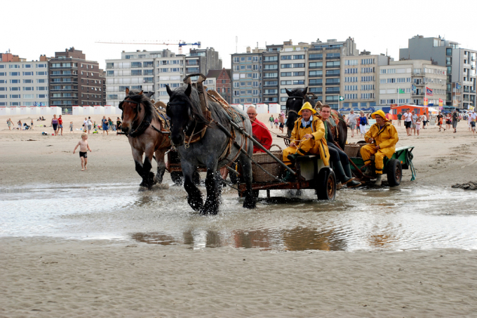 Ngư dân làng Oostduinkerke huấn luyện những con ngựa Brabant kéo xe đi đánh bắt. Ảnh: Unesco
