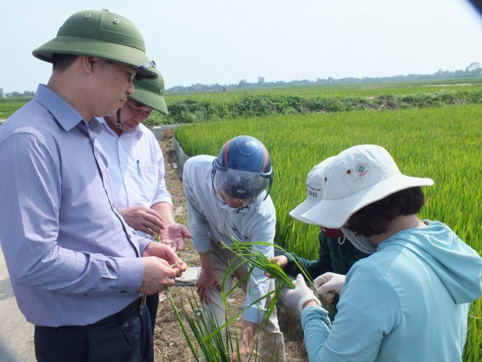 Ông Nguyễn Qúy Dương (bìa trái) kiểm tra tình hình sâu bệnh trên lúa vùng ĐBSH vụ mùa 2020. Ảnh: Lê Bền