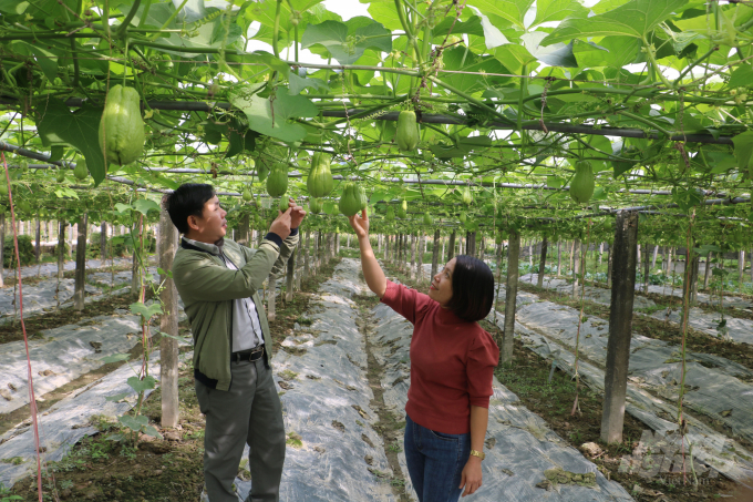 Ứng dụng IPM vào sản xuất giúp HTX tăng hiệu quả canh tác, giảm thiểu ô nhiễm môi trường đồng ruộng. Ảnh: HG