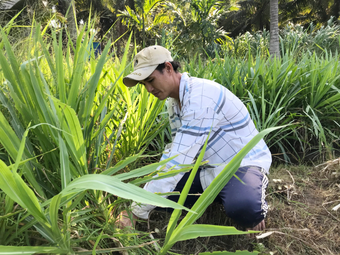 Anh Nguyễn Văn Tâm cắt cỏ cho bò ăn. Ảnh: Minh Đảm.