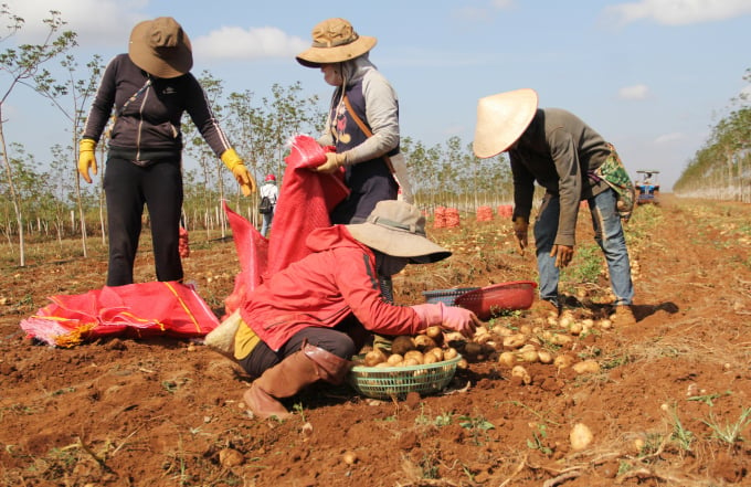 Nông dân thu hoạch khoai tây tại xã Ea D’rơng. Ảnh: Quang Yên.