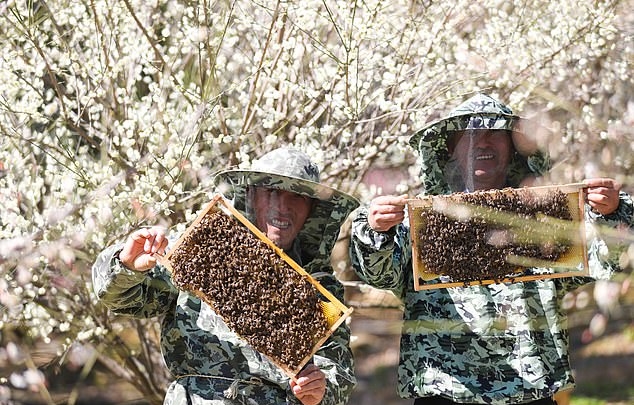Một hộ nuôi ong tại huyện Đức Thanh, tỉnh Chiết Giang, Trung Quốc. Ảnh: Getty.