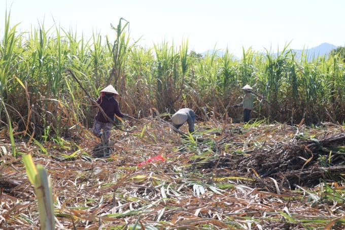 Theo nông dân tỉnh Khánh Hòa, những năm gần đây việc trồng mía không còn mang lại hiệu quả kinh tế. Ảnh: KS.