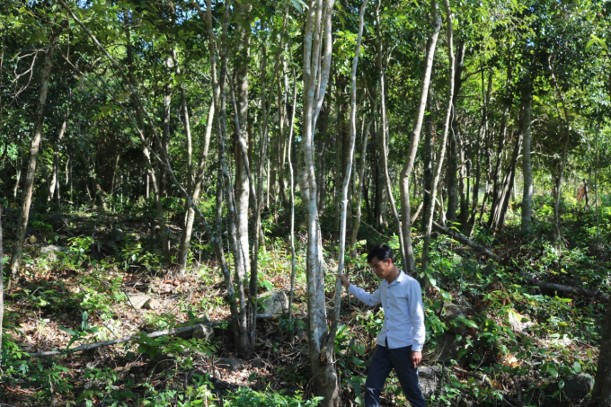 Một diện tích rừng tái sinh tại tiểu khu 231, xã Suối Tân phát triển rất tốt. Ảnh: KS.