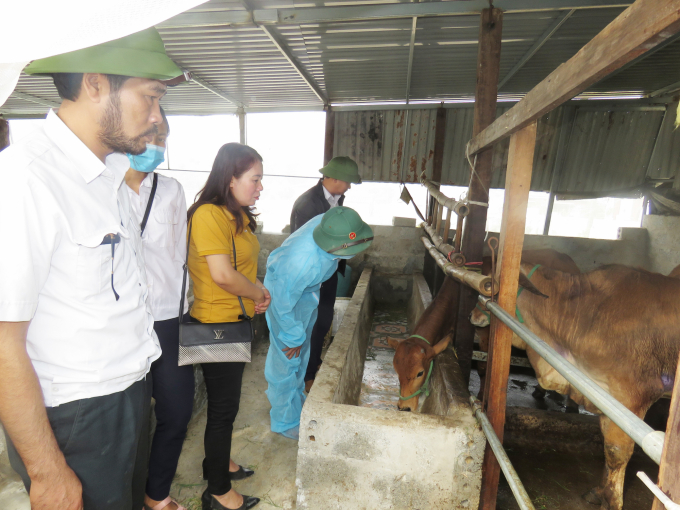 Cán bộ thú y hướng dẫn người dân biện pháp phòng chống dịch bệnh cho đàn trâu bò. Ảnh: N.Tâm