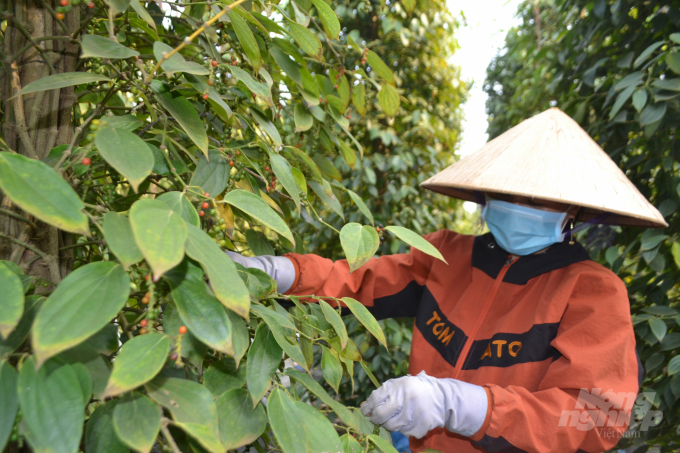 Nông dân không nên mở rộng diện tích hồ tiêu dù giá đang lên cao. Ảnh: Trần Trung.