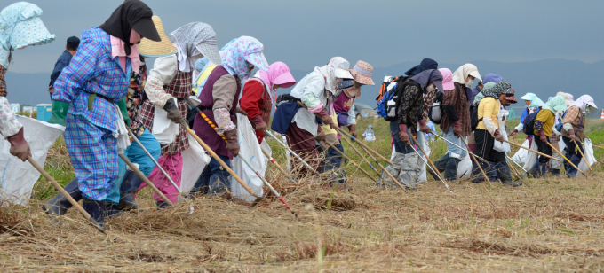 Phụ nữ tỉnh Fukushima dàn hàng ngang thu dọn đống đổ nát trên đồng ruộng ở vùng Minamisoma hôm 12/11/2013. Ảnh: JAN