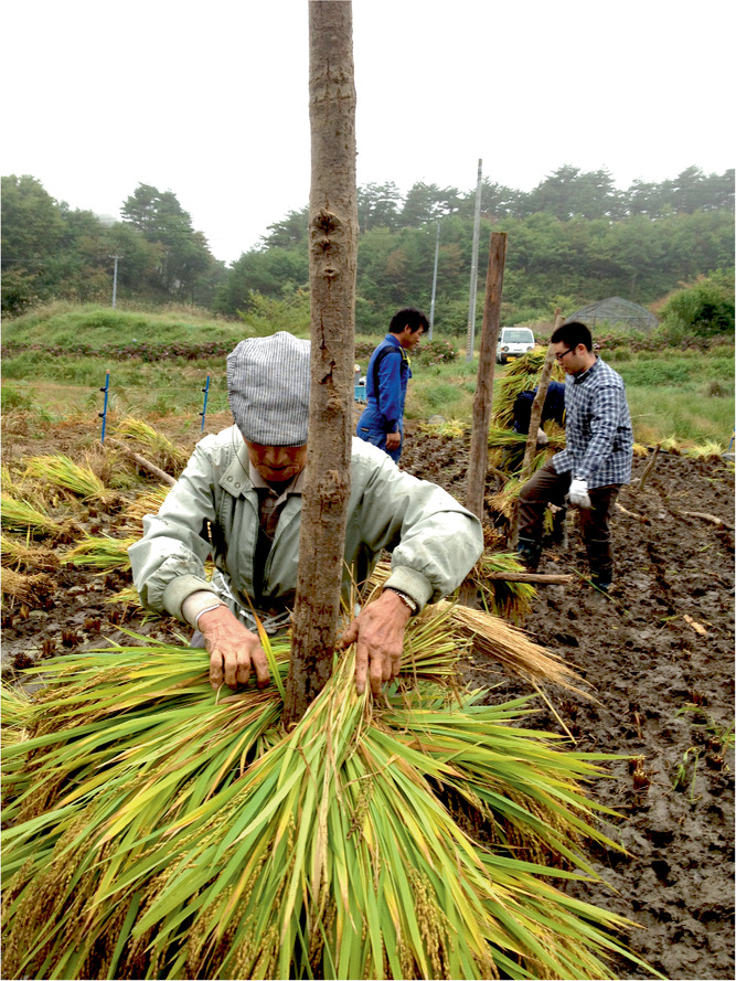 Một người nông dân 90 tuổi ở Maeda, làng Iitate, tỉnh Fukushima thu hoạch lúa lần đầu tiên sau một thời gian dài đất đai bị bỏ hoang, vào ngày 5/10/2013. Ảnh: Masaru Mizoguchi