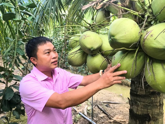 Anh Đặng Minh Bé giới thiệu vườn dừa sáp được trồng từ nguồn giống nuôi cấy phôi. Ảnh: Minh Đảm.