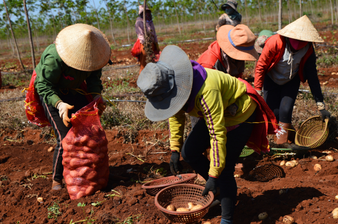 Năng suất khoai tây vụ đông năm 2020 tại huyện Chư Sê, Gia Lai đạt bình quân 30 tấn /ha.