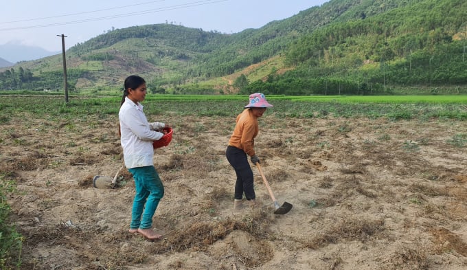 Những diện tích trồng mía trước đây ở Quảng Ngãi người dân đã chuyển đổi qua các cây trồng khác hiệu quả hơn. Ảnh: L.K.