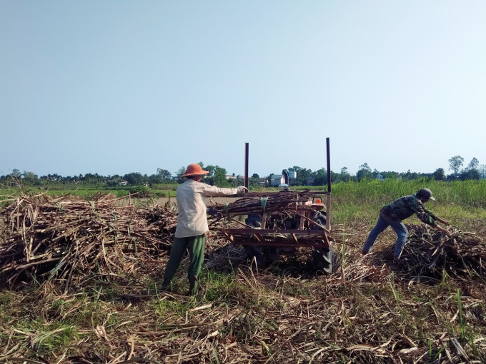 Do hiệu quả thấp, người dân Quảng Ngãi đã không còn mặn mà với cây mía. Ảnh: L.K.