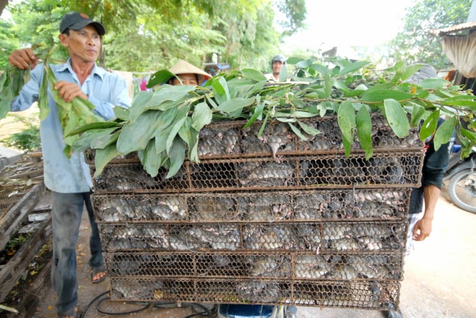 UBND TP Cần Thơ chi hơn 22 tỷ đồng để diệt chuột bảo vệ sản xuất nông nghiệp trong 5 năm. Ảnh: Lê Hoàng Vũ.