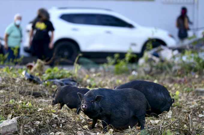 Một đàn lợn ỉ sinh sôi ngoài tự nhiên đang kiếm ăn ở quận Cantera, thủ phủ San Juan, Puerto Rico hôm 11/12/2020. Ảnh: AP