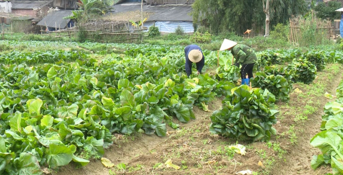 Chỉ sau hơn 2 tháng trồng rau cải Nhật Bản, mỗi hecta sẽ đem lại thu nhập xấp xỉ 100 triệu đồng cho người dân.Ảnh: Toán Nguyễn.