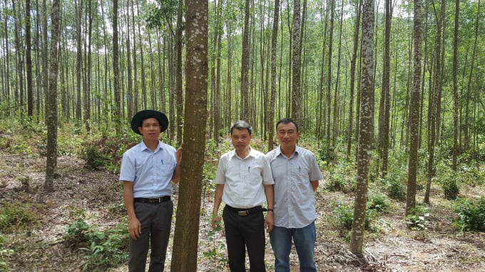 Theo các nhà khoa học của Viện Khoa học Lâm nghiệp Việt Nam, nguồn giống cây bản địa của Việt Nam rất đa dạng, phong phú, đáp ứng đủ số lượng và chất lượng cho chương trình trồng 1 tỷ cây xanh. Ảnh: Vafs.