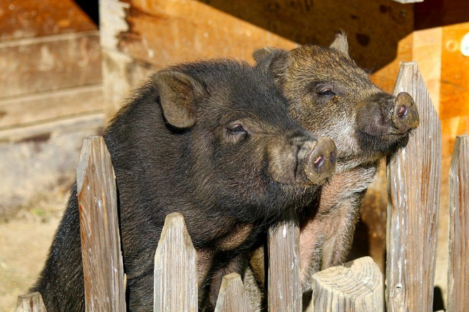 Những con lợn ỉ được cho là có nguồn gốc Việt Nam từng là thú cưng bị bỏ đói phải tự tìm kiếm thức ăn ngoài tự nhiên ở Puerto Rico. Ảnh: Pixabay