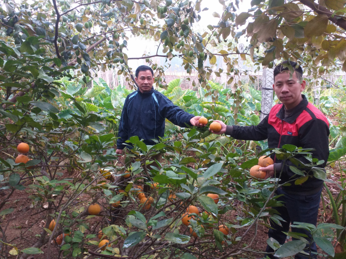 Vườn táo xen cam của anh Dương Văn Công. Ảnh: Mạnh Thuần