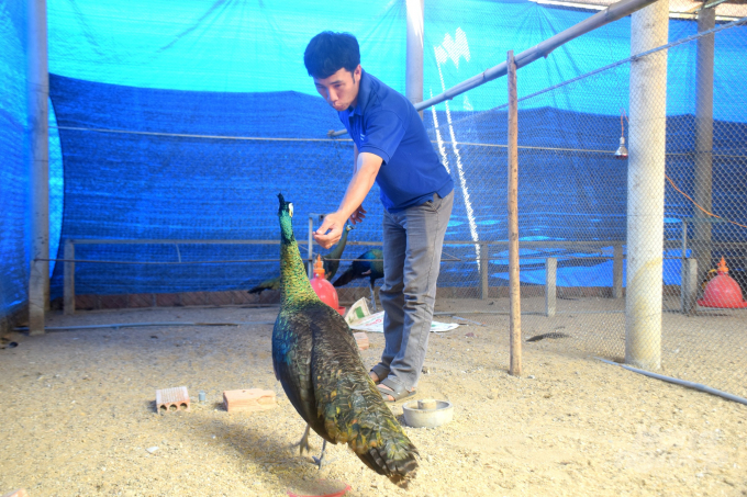 Anh Tín đang rất thành công với nghề nuôi chim. Ảnh: Vũ Đình Thung.
