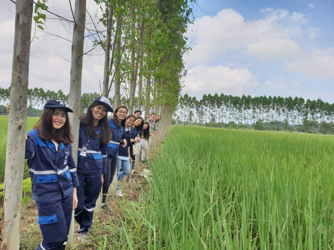Mô hình trồng cây bạch đàn phân tán trên bờ ruộng lúa tại Thái Lan của Công ty Doublue A. Ảnh: SRI.