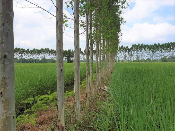 Mỗi năm Công ty Doublue A tại Thái Lan thu về 7 triệu m3 gỗ từ trồng cây bạch đàn phân tán trên bờ ruộng, bằng 1/4 tổng diện tích gỗ khai thác hàng năm của Việt Nam. Ảnh: SRI.
