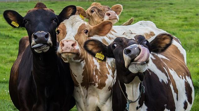 Theo các nhà nghiên cứu, trâu, bò chiếm một nửa lượng khí thải mê-tan của chăn nuôi toàn cầu. Ảnh: Shutterstock.