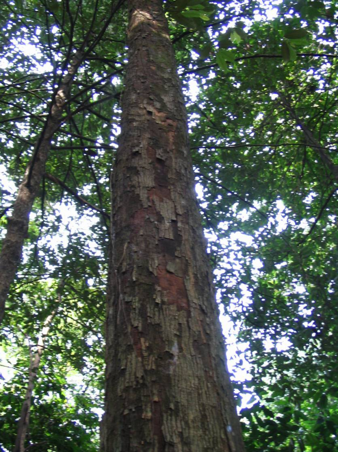 Cây ươi, một trong những cây lâm sản ngoài gỗ cho giá trị kinh tế, vừa là cây gỗ lớn lâu năm, đảm bảo được yếu tố về môi trưởng. Ảnh: ST