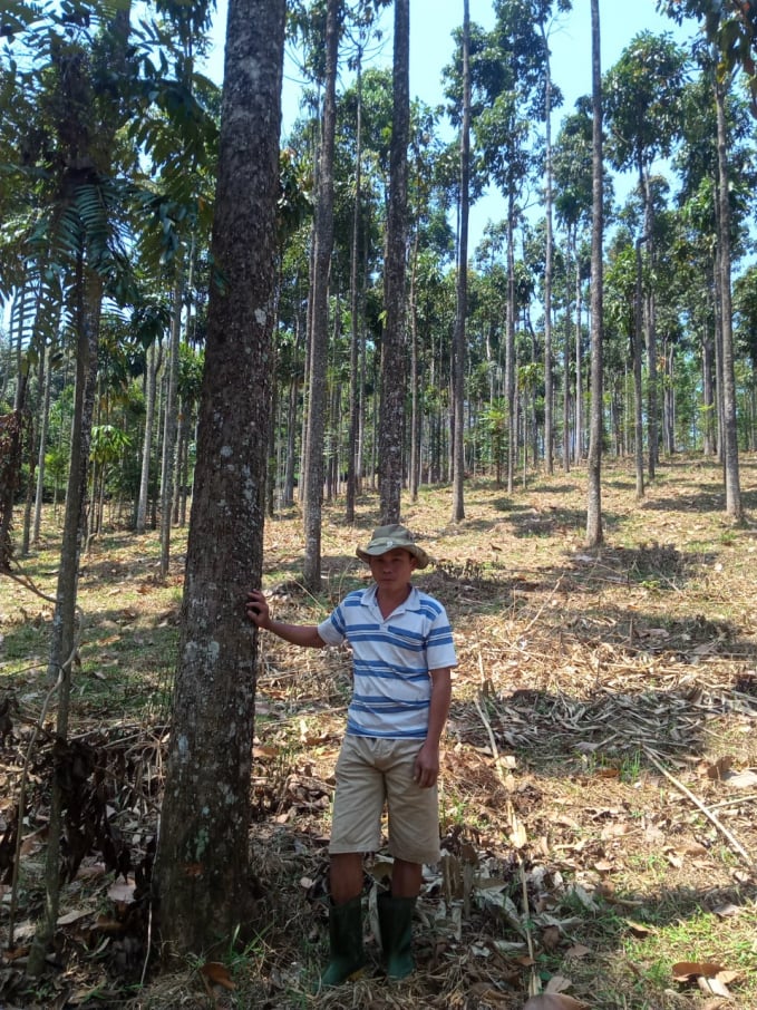 Sau 17 năm, vườn ươi của anh Nguyễn Phương Triên đã trở thành khu rừng gỗ lớn, cho giá trị kinh tế từ thu hái quả. Ảnh: Nguyễn Văn Diện