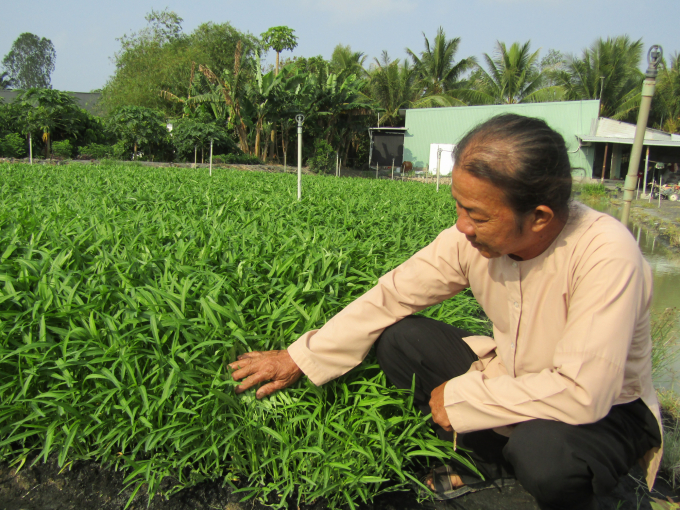 Lão nông Nguyễn Văn Bi giàu có nhờ kiên trì theo đuổi mô hình trồng rau muống theo tiêu chuẩn VietGAP. Ảnh: Thành Hiệp.