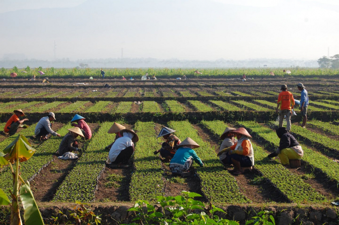 Nông dân ở Gambirono, Đông Java, Indonesia vẫn đang sở hữu những thửa ruộng manh mún rất khó sinh lời. Ảnh: IFPRI