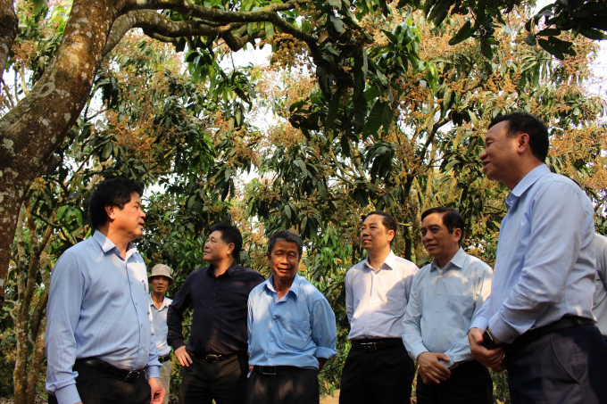 Ông Đinh Cao Khuê (bìa phải), Chủ tịch HĐQT của DOVECO khẳng định nhà máy của DOVECO sẽ giải quyết được toàn bộ khâu chế biến xoài của tỉnh Sơn La khi đi vào hoạt động. Ảnh: Lê Bền.