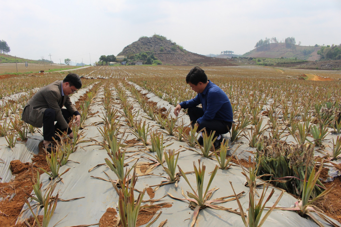 Vùng dứa nguyên liệu vừa mới trồng của DOVECO tại xã Chiềng Sung (huyện Mai Sơn). Ảnh: Lê Bền.