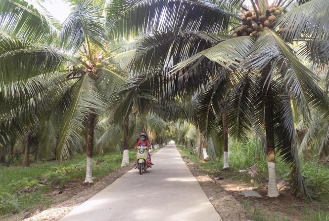 Vườn dừa hữu cơ của thành viên HTX nông nghiệp Thới Thạnh. Ảnh: Minh Mừng